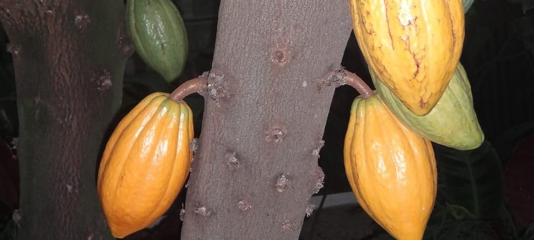 Gather and Sow: February 2026