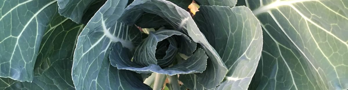 About Gather and Sow